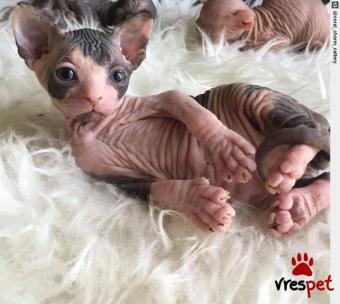 Ράτσα: Σφύξ | Ηλικία: 3 μηνών | Φύλο: Θηλυκό | Αρ. Microchip: 985113069734721 | Ιδιώτης | Pedigree | Περιοχή: Αθήνα, Αττική