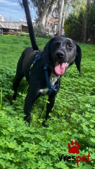 Ράτσα: Άγνωστο - Ημίαιμο | Ηλικία: 1 έτους | Φύλο: Αρσενικό | Αρ. Microchip: - | Περιοχή: Νέα Σμύρνη, Αττική