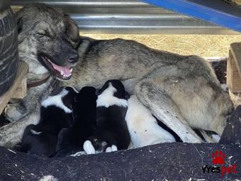 Ράτσα: Ελληνικός Ποιμενικός - Greek Shepherd | Ηλικία: 3 μηνών | Φύλο: Θηλυκό | Αρ. Microchip: Χχχχχχχχχχ | 