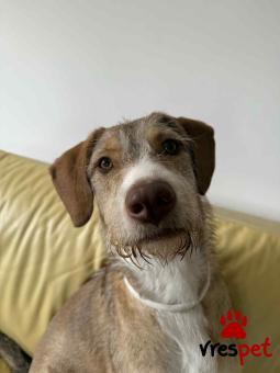 Ράτσα: Άλλη Ράτσα | Ηλικία: 1 έτους | Φύλο: Αρσενικό | Αρ. Microchip: 000000000000000000000 | Ημίαιμο | Περιοχή: Χαϊδάρι, Αττική