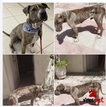 Ράτσα: Αμερικάνικο Σταφορντσάιρ τεριέ - American Staffordshire Terrier | Ηλικία: 4 ετών | Φύλο: Αρσενικό | Αρ. Microchip: 9810021232121212 | Περιοχή: Αττική