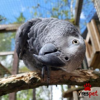 Είδος: Παπαγάλοι | 