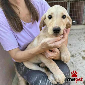 Ράτσα: Άγνωστο - Ημίαιμο | Ηλικία: 3 μηνών | Φύλο: Αρσενικό | Αρ. Microchip: 000000000000008 | Περιοχή: Καλύβια Θορικού, Αττική