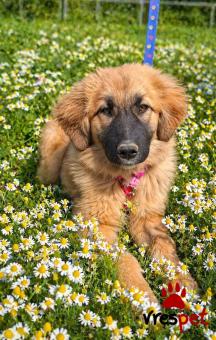 Ράτσα: Βελγικός Ποιμενικός Μαλινουά - Belgian Malinois | Ηλικία: 4 μηνών | Φύλο: Θηλυκό | Αρ. Microchip: 0 | Ημίαιμο | Περιοχή: Γλυφάδα, Αττική