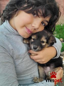 Ράτσα: Άλλη Ράτσα | Ηλικία: 2 μηνών | Φύλο: Αρσενικό | Αρ. Microchip: 9012362545478 | Ημίαιμο | Περιοχή: Λαυρεωτική, Αττική