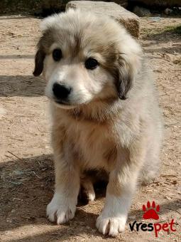 Ράτσα: Άγνωστο - Ημίαιμο | Ηλικία: 3 μηνών | Φύλο: Αρσενικό | Αρ. Microchip: - | Περιοχή: Κιλκίς, Μακεδονία