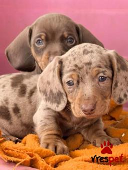 Ράτσα: Ντάτς χάουντ - Dach hound | Ηλικία: 2,5 μηνών | Φύλο: Αρσενικό | Αρ. Microchip: 978101084345678 | Ιδιώτης | Εκπαιδευμένο | Pedigree | Περιοχή: Αθήνα, Αττική