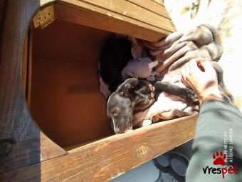 Ράτσα: Λαμπραντόρ - Labrador | Ηλικία: 3 μηνών | Φύλο: Θηλυκό | Αρ. Microchip: 990000004121227 | Ημίαιμο | Περιοχή: Αττική