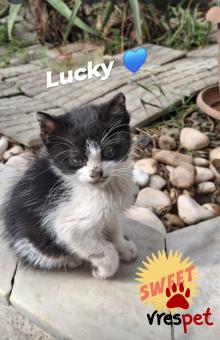 Ράτσα: Άγνωστο - Ημίαιμο | Ηλικία: 2,5 μηνών | Φύλο: Αρσενικό | Αρ. Microchip: 000000000000000000000 | Ημίαιμο | Περιοχή: Χαϊδάρι, Αττική