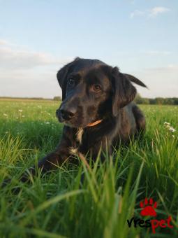 Ράτσα: Λαμπραντόρ - Labrador | Ηλικία: 6 μηνών | Φύλο: Αρσενικό | Αρ. Microchip: 9012362545478 | Ημίαιμο | Περιοχή: Λαυρεωτική, Αττική