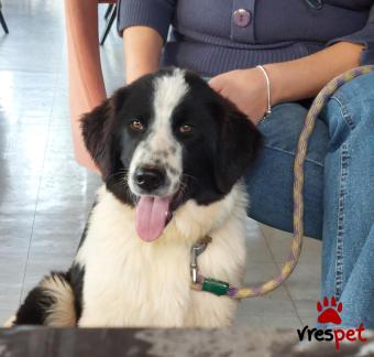 Ράτσα: Ελληνικός Ποιμενικός - Greek Shepherd | Ηλικία: 5 μηνών | Φύλο: Αρσενικό | Αρ. Microchip: 991001000023125236932 | Ημίαιμο | Περιοχή: Σαρωνικός, Αττική