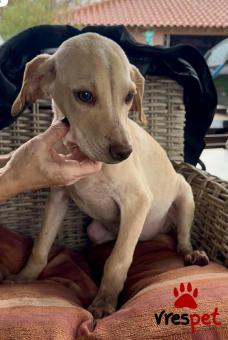 Ράτσα: Άγνωστο - Ημίαιμο | Ηλικία: 4 μηνών | Φύλο: Αρσενικό | Αρ. Microchip: 000000000000008 | Περιοχή: Καλύβια Θορικού, Αττική