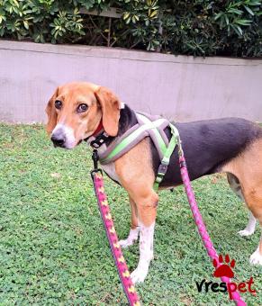 Ράτσα: Μπίγκλ - Beagle | Ηλικία: 4 ετών | Φύλο: Θηλυκό | Αρ. Microchip: 0 | Ημίαιμο | Περιοχή: Γλυφάδα, Αττική