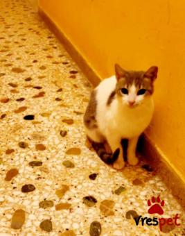 Ράτσα: Γάτα του Αιγαίου | Ηλικία: 2 ετών | Φύλο: Αρσενικό | Αρ. Microchip: 000000000000000000000 | Ημίαιμο | Περιοχή: Χαϊδάρι, Αττική