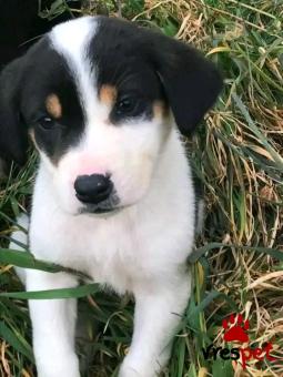 Ράτσα: Άγνωστο - Ημίαιμο | Ηλικία: 2 μηνών | Φύλο: Θηλυκό | Αρ. Microchip: - | Περιοχή: Κιλκίς, Μακεδονία