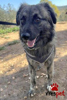 Ράτσα: Άγνωστο - Ημίαιμο | Ηλικία: 2 ετών | Φύλο: Αρσενικό | Αρ. Microchip: 0 | Ημίαιμο | Περιοχή: Γλυφάδα, Αττική