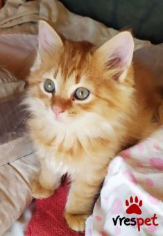 Ράτσα: Μαίην Κουν | Ηλικία: 2 μηνών | Φύλο: Αρσενικό | Αρ. Microchip: 966000017286545 | Περιοχή: Παιανία, Αττική