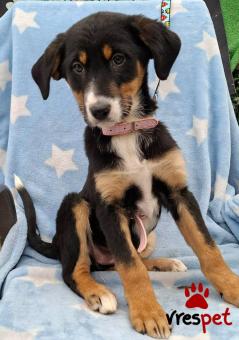 Ράτσα: Άγνωστο - Ημίαιμο | Ηλικία: 3 μηνών | Φύλο: Θηλυκό | Αρ. Microchip: 0 | Ημίαιμο | Περιοχή: Γλυφάδα, Αττική