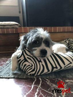 Ράτσα: Άγνωστο - Ημίαιμο | Ηλικία: 5+ | Φύλο: Αρσενικό | Αρ. Microchip: - | Περιοχή: Νέα Σμύρνη, Αττική