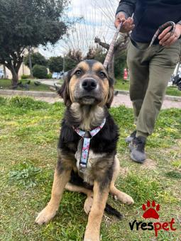 Ράτσα: Γερμανικός ποιμενικός Αλσατίας | Ηλικία: 4 μηνών | Φύλο: Αρσενικό | Αρ. Microchip: 0 | Ημίαιμο | Περιοχή: Γλυφάδα, Αττική