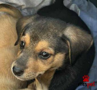 Ράτσα: Άγνωστο - Ημίαιμο | Ηλικία: 2 μηνών | Φύλο: Θηλυκό | Αρ. Microchip: 000000000000008 | Περιοχή: Καλύβια Θορικού, Αττική