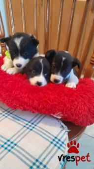 Ράτσα: Άλλη Ράτσα | Ηλικία: 2 μηνών | Φύλο: Θηλυκό | Αρ. Microchip: 990000014587458 | Ημίαιμο | Περιοχή: Λαυρεωτική, Αττική