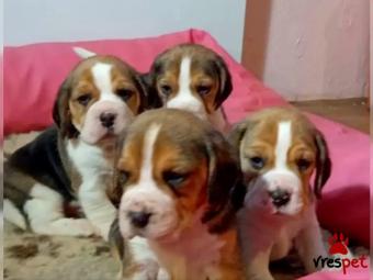 Ράτσα: Μπίγκλ - Beagle | Ηλικία: 2 μηνών | Φύλο: Αρσενικό | Αρ. Microchip: 578829227329751 | Περιοχή: Ηράκλειο, Κρήτη