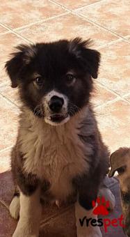 Ράτσα: Ελληνικός Ποιμενικός - Greek Shepherd | Ηλικία: 3 μηνών | Φύλο: Αρσενικό | Αρ. Microchip: 9910010002301258931 | Ημίαιμο | Περιοχή: Σαρωνικός, Αττική