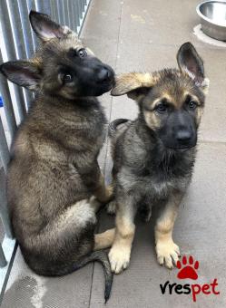 Ράτσα: Βελγικός Ποιμενικός - Belgian Sheepdog | Ηλικία: 2,5 μηνών | Φύλο: Αρσενικό | Αρ. Microchip: 985113009877765 | Ιδιώτης | Εκπαιδευμένο | Pedigree | Περιοχή: Αθήνα, Αττική