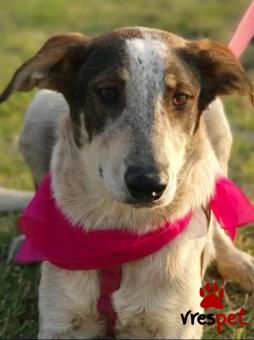 Ράτσα: Άγνωστο - Ημίαιμο | Ηλικία: 4 ετών | Φύλο: Θηλυκό | Αρ. Microchip: - | Περιοχή: Κιλκίς, Μακεδονία