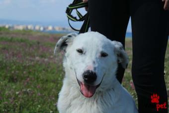 Ράτσα: Άγνωστο - Ημίαιμο | Ηλικία: 5 μηνών | Φύλο: Αρσενικό | Αρ. Microchip: 000000000000000000000 | Ημίαιμο | Περιοχή: Χαϊδάρι, Αττική