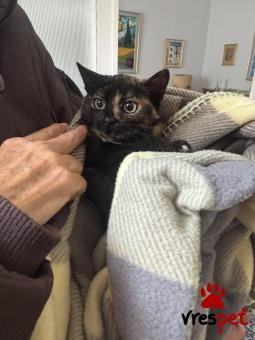 Ράτσα: Άγνωστο - Ημίαιμο | Ηλικία: 3 μηνών | Φύλο: Θηλυκό | Αρ. Microchip: 000000000000000000000 | Ημίαιμο | Περιοχή: Χαϊδάρι, Αττική