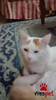 Υπηρεσία: Άλλες Υπηρεσίες | Περιοχή: Αττική