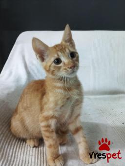 Ράτσα: Άγνωστο - Ημίαιμο | Ηλικία: 2 μηνών | Φύλο: Αρσενικό | Αρ. Microchip: 0 | Περιοχή: Λυκόβρυση Πεύκη, Αττική