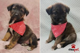 Ράτσα: Άγνωστο - Ημίαιμο | Ηλικία: 2 μηνών | Φύλο: Θηλυκό | Αρ. Microchip: - | Περιοχή: Κιλκίς, Μακεδονία