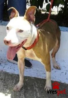 Ράτσα: Πίτ μπούλ - pitbull | Ηλικία: 2 ετών | Φύλο: Θηλυκό | Αρ. Microchip: 901321456213112 | Περιοχή: Χαϊδάρι, Αττική