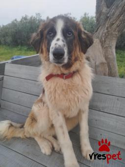 Ράτσα: Άγνωστο - Ημίαιμο | Ηλικία: 1 έτους | Φύλο: Αρσενικό | Αρ. Microchip: 000000000000008 | Περιοχή: Καλύβια Θορικού, Αττική