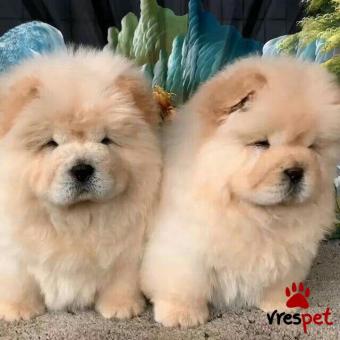 Ράτσα: Τσόου Τσόου - Chow chow | Ηλικία: 2,5 μηνών | Φύλο: Αρσενικό | Αρ. Microchip: 985113009766721 | Ιδιώτης | Εκπαιδευμένο | Pedigree | Περιοχή: Αθήνα, Αττική