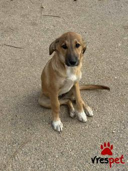 Ράτσα: Λαμπραντόρ - Labrador | Ηλικία: 5 μηνών | Φύλο: Θηλυκό | Αρ. Microchip: 000000000000000000000 | Ημίαιμο | Περιοχή: Χαϊδάρι, Αττική