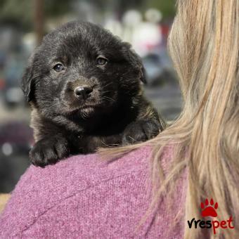 Ράτσα: Άγνωστο - Ημίαιμο | Ηλικία: 2 μηνών | Φύλο: Θηλυκό | Αρ. Microchip: - | Περιοχή: Νέα Σμύρνη, Αττική
