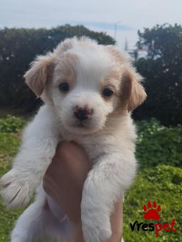 Ράτσα: Άγνωστο - Ημίαιμο | Ηλικία: 2 μηνών | Φύλο: Αρσενικό | Αρ. Microchip: 90999999999999 | Περιοχή: Αττική