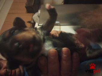 Ράτσα: Κοκόνι - Kokoni | Ηλικία: 2 μηνών | Φύλο: Αρσενικό | Αρ. Microchip: Ο099990654457 | Περιοχή: Ελευσίνα, Αττική