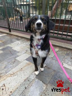 Ράτσα: Άγνωστο - Ημίαιμο | Ηλικία: 2 ετών | Φύλο: Θηλυκό | Αρ. Microchip: - | Περιοχή: Νέα Σμύρνη, Αττική