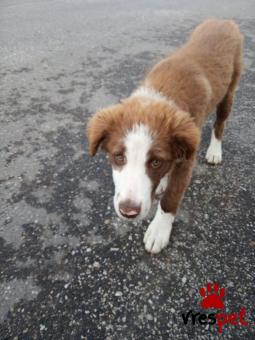 Ράτσα: Κόλι - Collie | Ηλικία: 5 μηνών | Φύλο: Αρσενικό | Αρ. Microchip: 941000065742915 | Περιοχή: Χαϊδάρι, Αττική