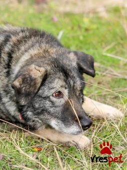 Ράτσα: Άγνωστο - Ημίαιμο | Ηλικία: 5+ | Φύλο: Θηλυκό | Αρ. Microchip: - | Περιοχή: Κιλκίς, Μακεδονία