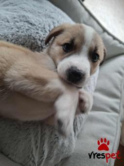 Ράτσα: Άγνωστο - Ημίαιμο | Ηλικία: 2 μηνών | Φύλο: Θηλυκό | Αρ. Microchip: - | Περιοχή: Νέα Σμύρνη, Αττική