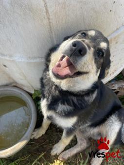 Ράτσα: Άγνωστο - Ημίαιμο | Ηλικία: 7 μηνών | Φύλο: Αρσενικό | Αρ. Microchip: 0 | Ημίαιμο | Περιοχή: Μάνδρα Ειδύλλια, Αττική
