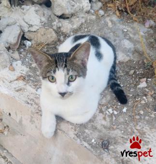 Ράτσα: Γάτα του Αιγαίου | Ηλικία: 4 μηνών | Φύλο: Αρσενικό | Αρ. Microchip: 00000000000000 | Περιοχή: Αγιά Παρασκευή, Αττική