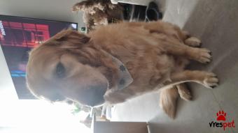 Ράτσα: Γκόλντεν Ριτρίβερ - Golden Retriever | Ηλικία: 5+ | Φύλο: Αρσενικό | Αρ. Microchip: 688035000292917 | Περιοχή: Νέα Σμύρνη, Αττική