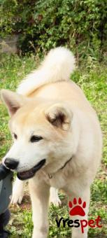 Ράτσα: Ακίτα Γιαπωνέζικος - Akita inu | Ηλικία: 1 έτους | Φύλο: Αρσενικό | Αρ. Microchip: 000000000000 | Ιδιώτης | Εκπαιδευμένο | Περιοχή: Κομοτηνή, Θράκη